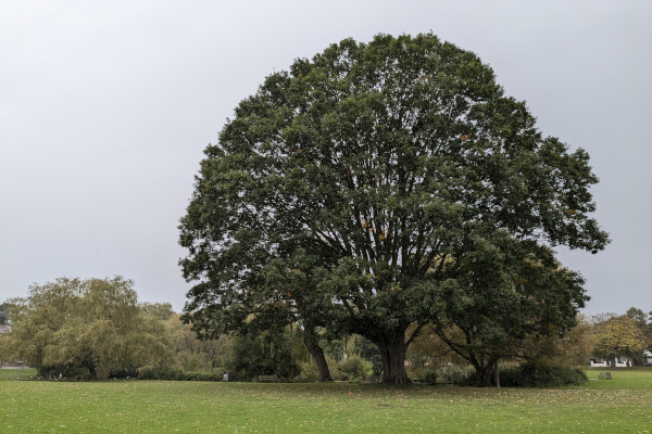 Richmond's Tree of the Year announced