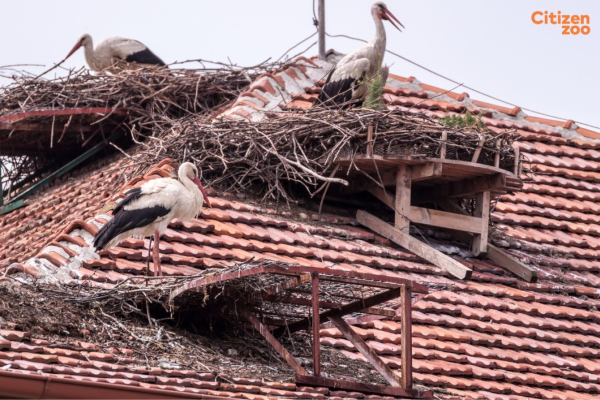 Share your thoughts on reintroducing white storks