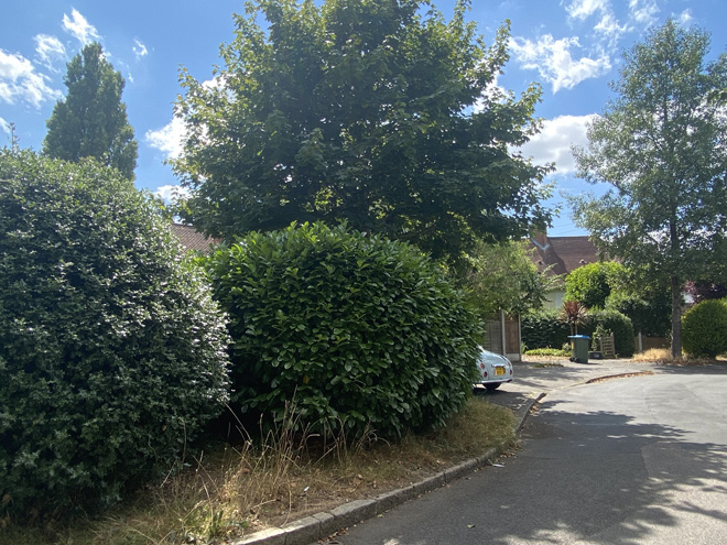 Figure 55 Shrubbery in Mays Road