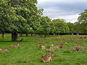 Bushy Park London Borough of Richmond upon Thames