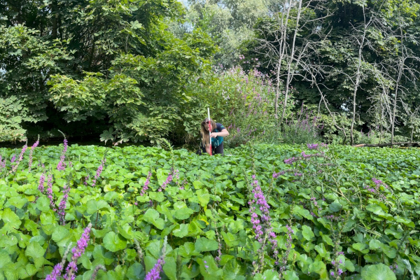 Working with nature to control invasive plants in the Kew Ha-ha