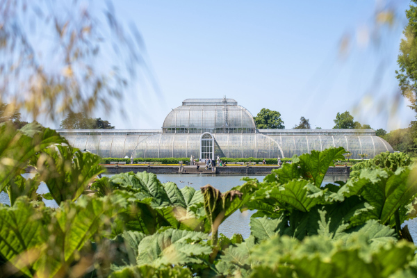 Kew launches major fundraising appeal to save iconic Palm house