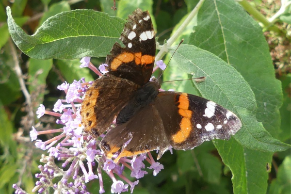 Discover Teddington’s wildlife