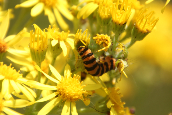 Celebrate Hampton’s new wildlife site