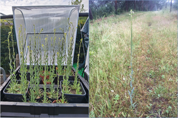 A community effort to bring back one of London's rarest plants