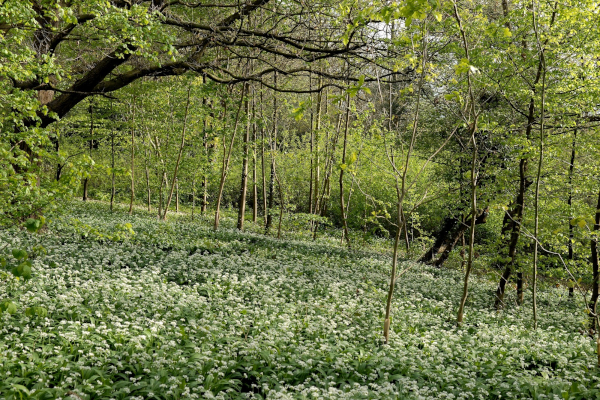 Roll your sleeves up for a greener Petersham