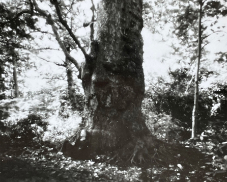 Black and white pinhole photograph of an old tree with a blurred figure sat beneath it leaning against the trunk, in dappled forest light.