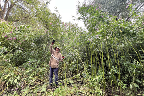 Join Himalayan Balsam Bash volunteer sessions
