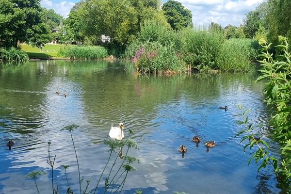 Ham Common takes a summer break from mowing